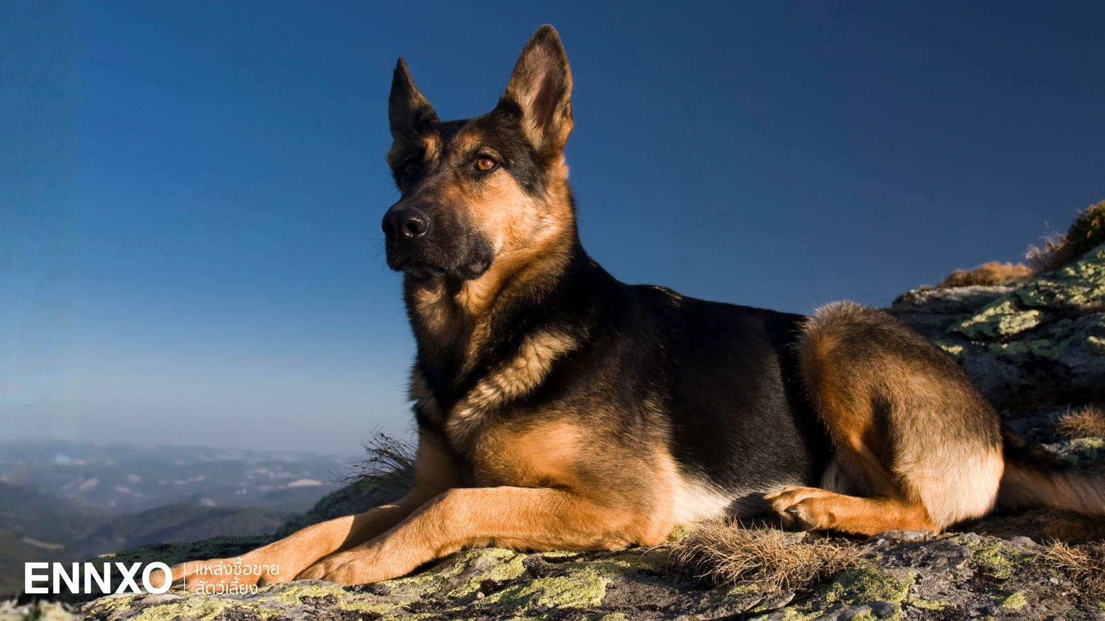 เยอรมันเชพเพิร์ด (German Shepherd) สุนัขแสนรู้ นิสัย และลักษณะเป็นยังไง