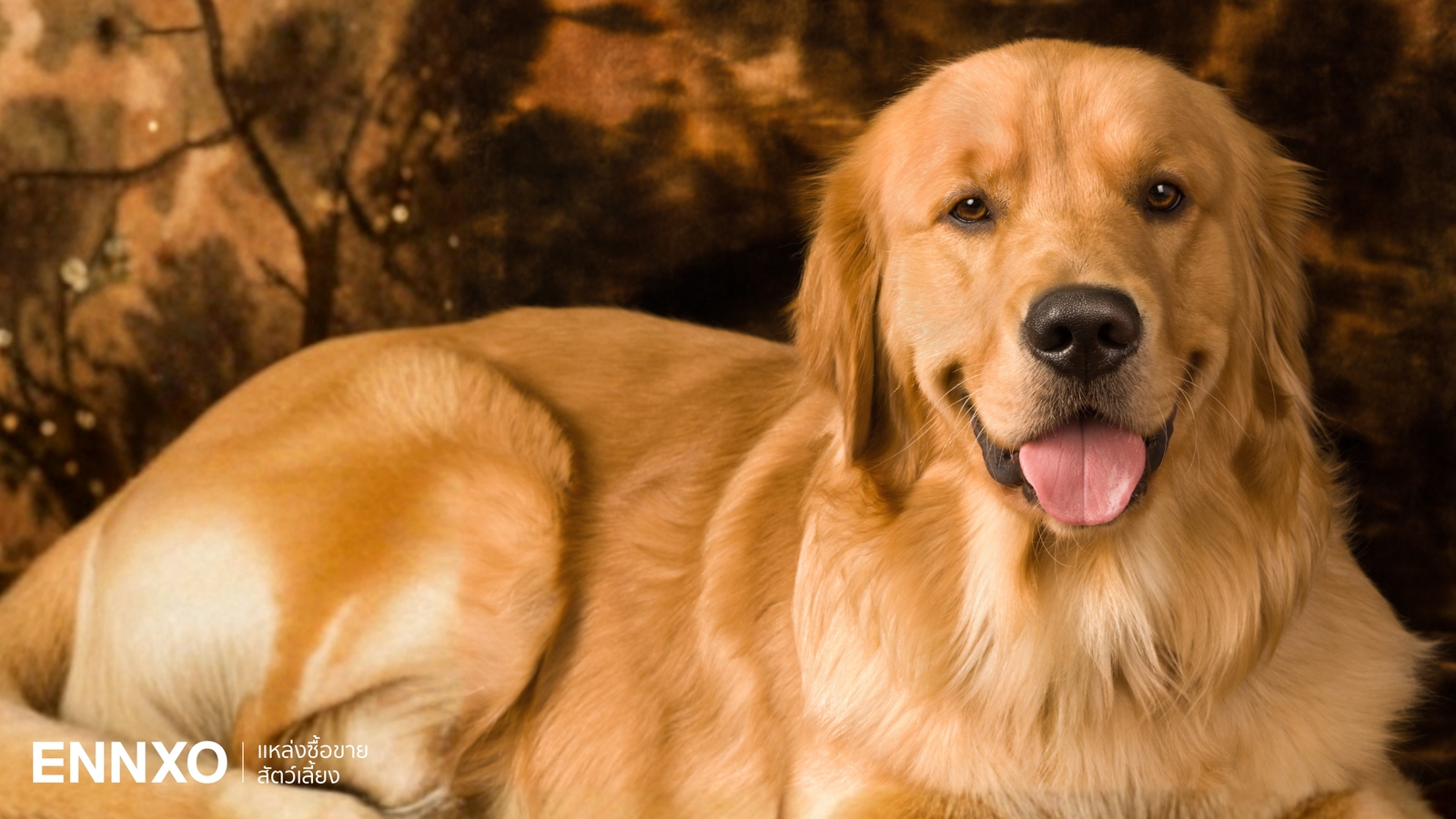 รวมข้อมูลน่ารู้ อุปนิสัยของสุนัขโกลเด้น รีทรีฟเวอร์ Golden Retriever