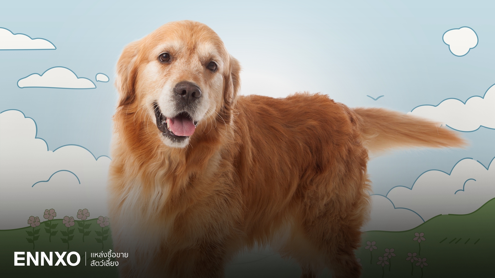 รวมเรื่องสุนัขโกลเด้น รีทรีฟเวอร์ Golden Retriever มีกี่สายพันธุ์