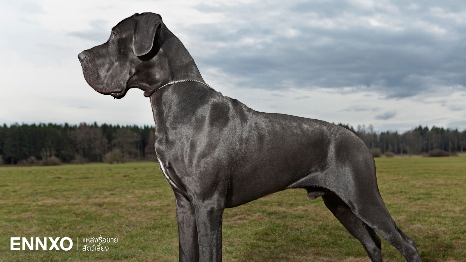 สุนัขเกรทเดน (Great Dane) หมาพันธุ์ใหญ่ไม่ดุ มีนิสัย ลักษณะอย่างไร