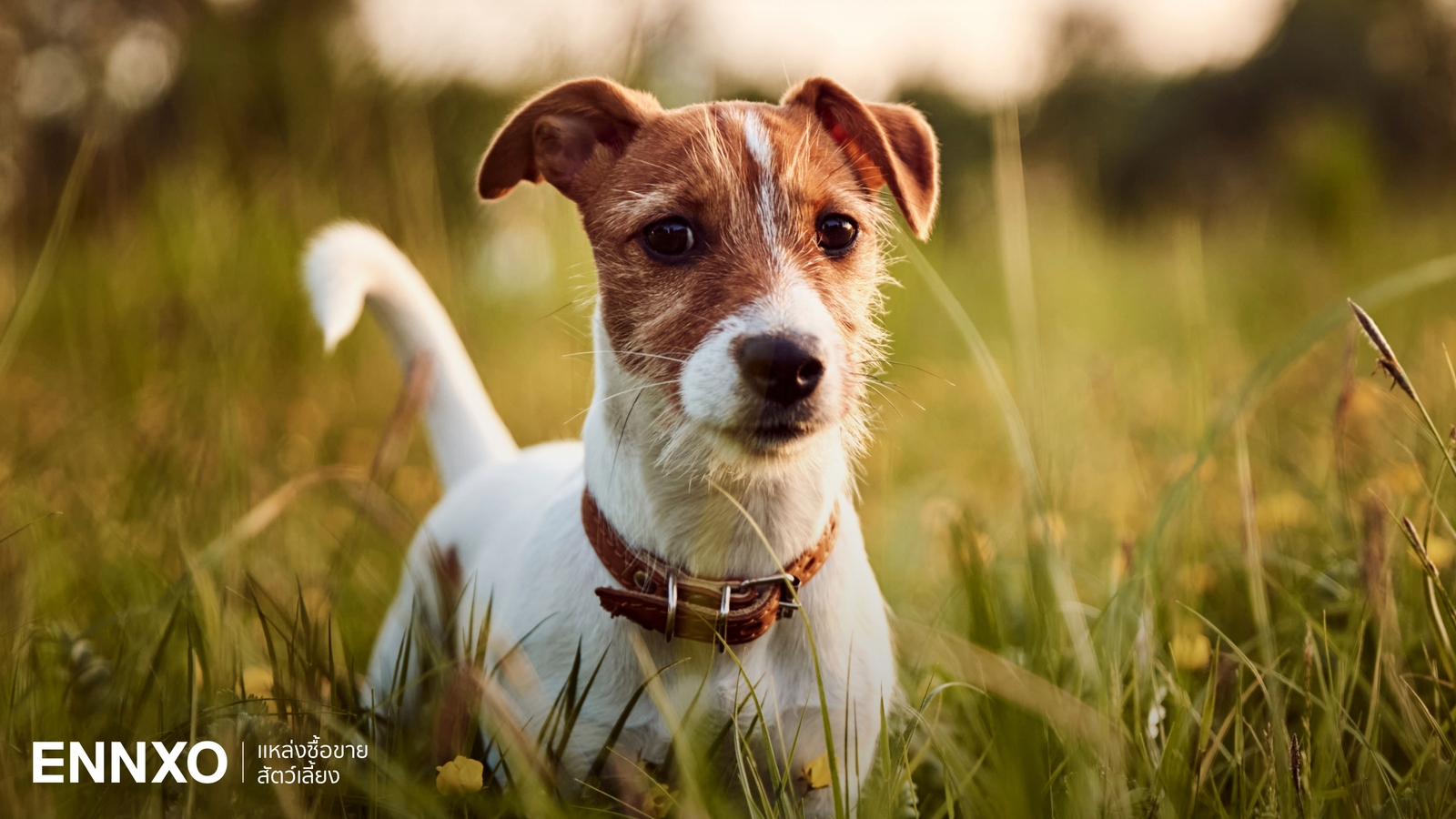 สุนัขแจ็ครัสเซลล์ (Jack Russell) นิสัย และลักษณะแท้ดูยังไง?
