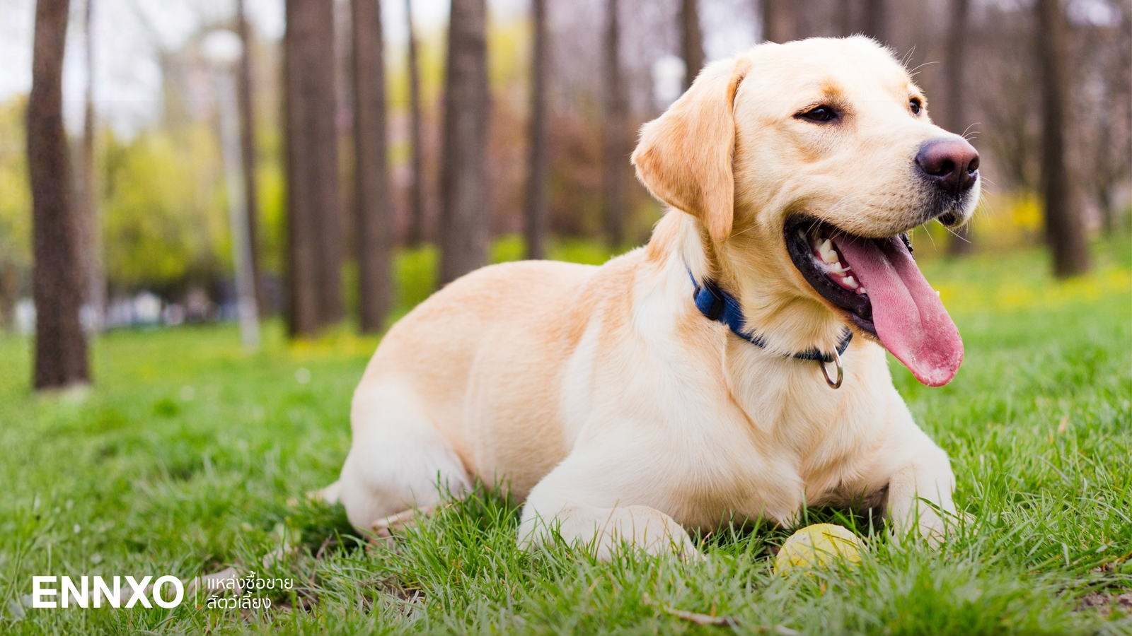 รู้จักสุนัขลาบราดอร์ (Labrador) นิสัยดุไหม ลักษณะ และวิธีเลี้ยง