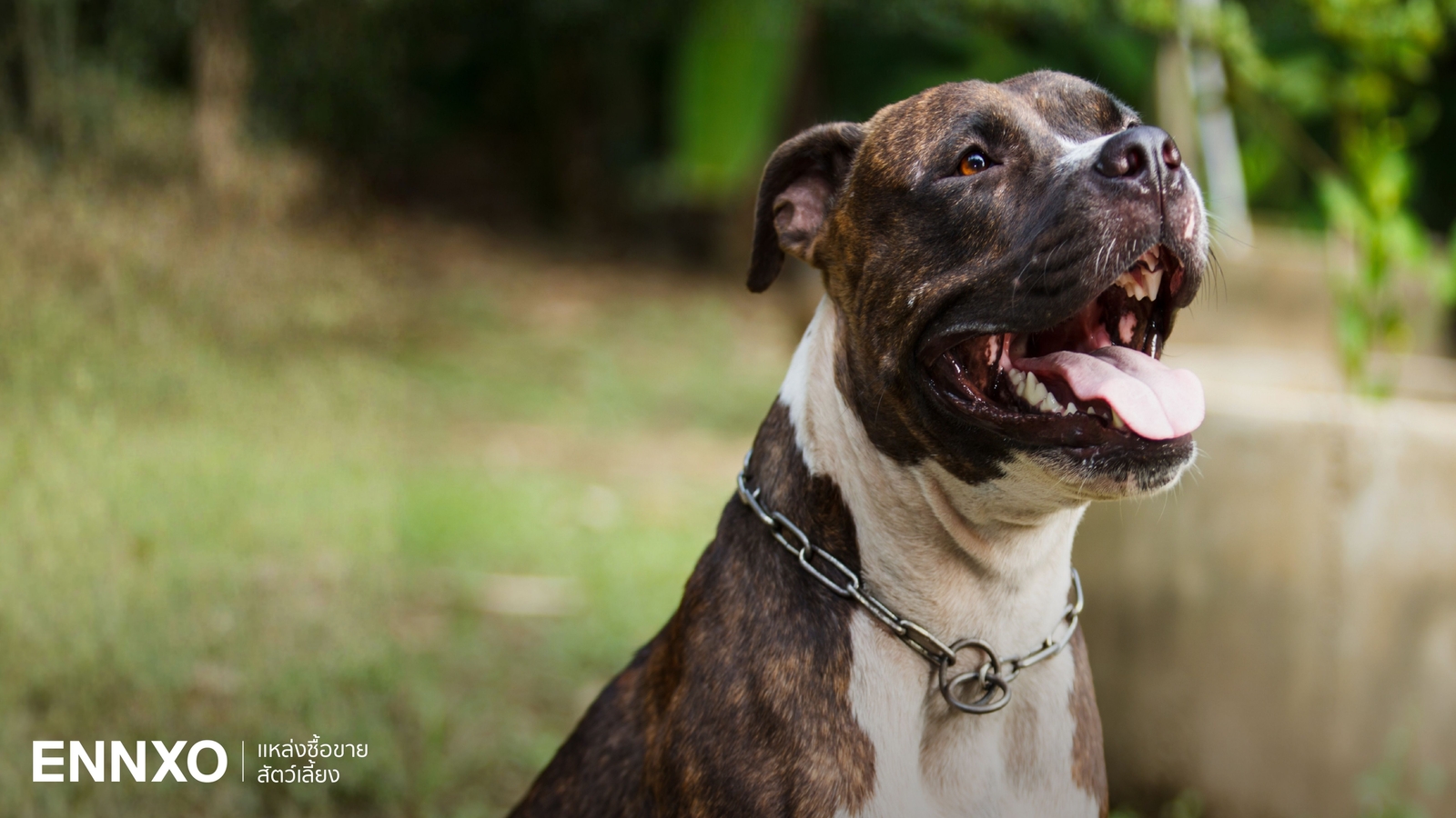 วิธีเลี้ยงพิทบูล (Pitbull) ไม่ให้ดุ พร้อมรู้จักนิสัยและลักษณะ