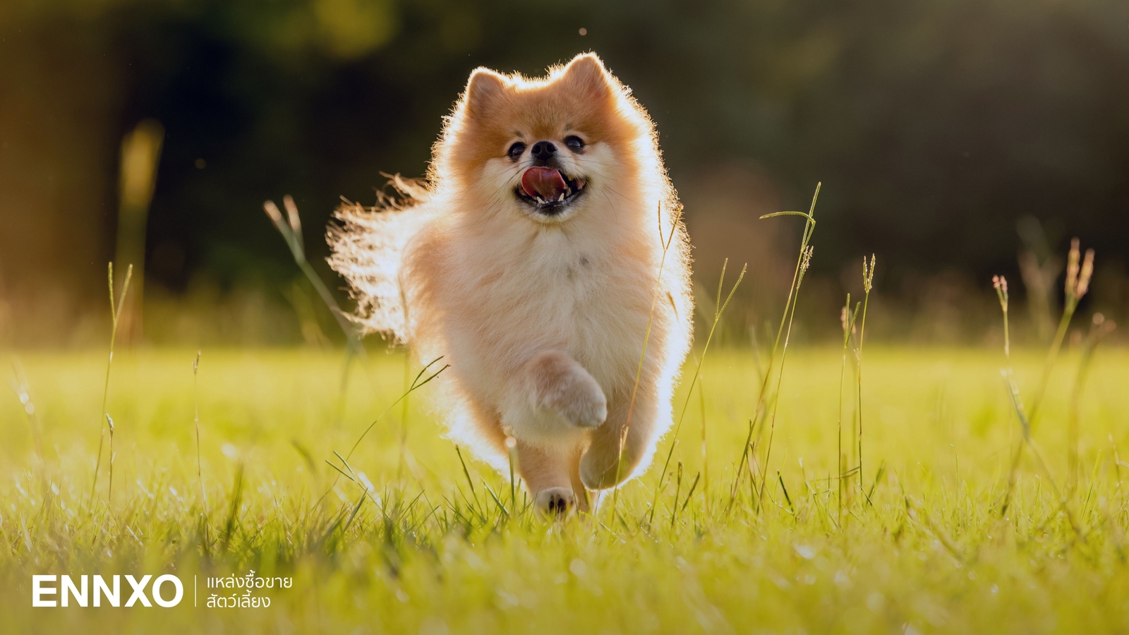 ลักษณะ นิสัย ปอมเมอเรเนียน (Pomeranian) หมาพันธุ์จิ๋วแสนฉลาด 