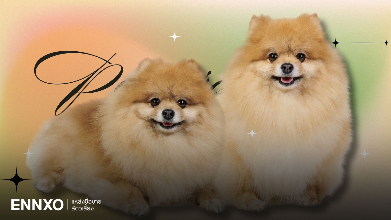 ปอมเมอเรเนียน (Pomeranian) มีกี่แบบ การเลี้ยงสุนัขพันธุ์ปอมยากไหม?