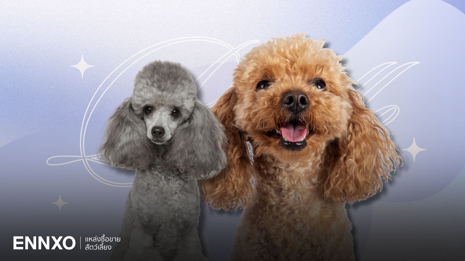 สุนัขพุดเดิ้ล มีกี่สายพันธุ์มีกี่ขนาด Poodle ลักษณะแท้ นิสัย ดูยังไง