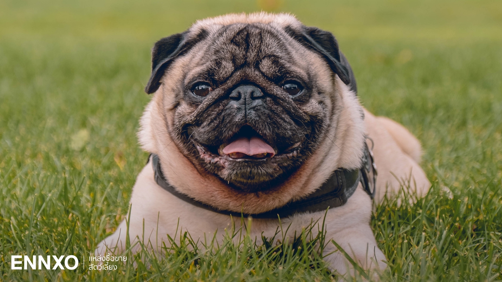 สุนัขพันธุ์ปั๊กแท้ (Pug) ลักษณะและนิสัยเป็นอย่างไร พร้อมวิธีเลี้ยง