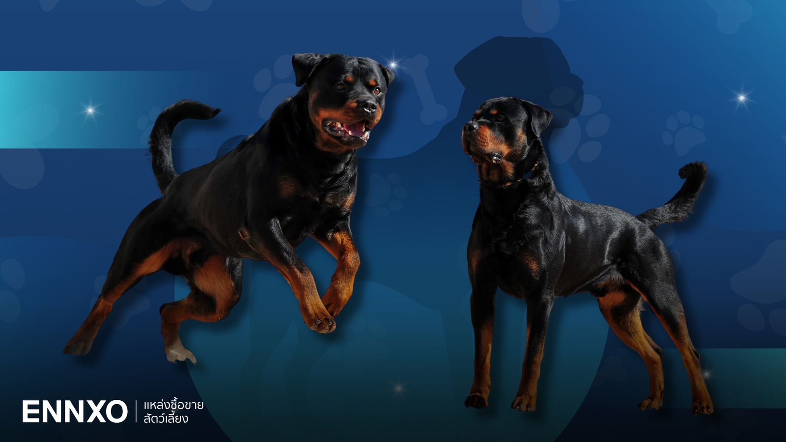 สุนัขร็อตไวเลอร์ (Rottweiler) ดุไหม? รู้จักลักษณะ นิสัย และวิธีเลี้ยง