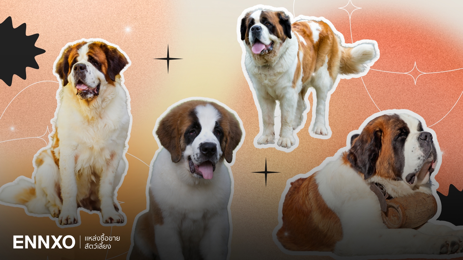 ลักษณะและนิสัยสุนัขเซนต์เบอร์นาร์ด (Saint Bernard) หมาใหญ่ใจดี