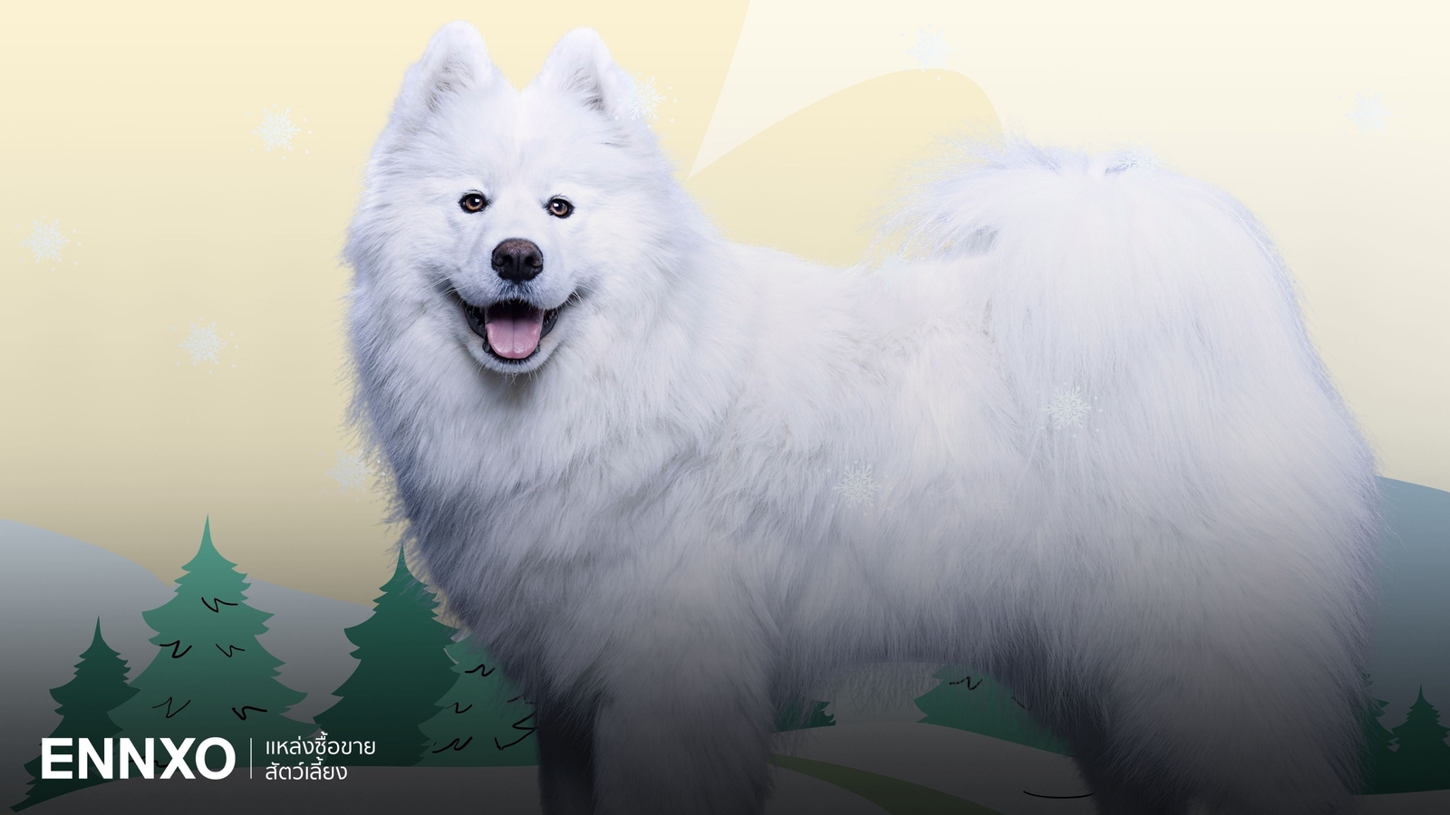 ประวัติสุนัขพันธุ์ซามอยด์ (Samoyed) เลี้ยงยากไหม ทำไมซามอยด์ถึงแพง?