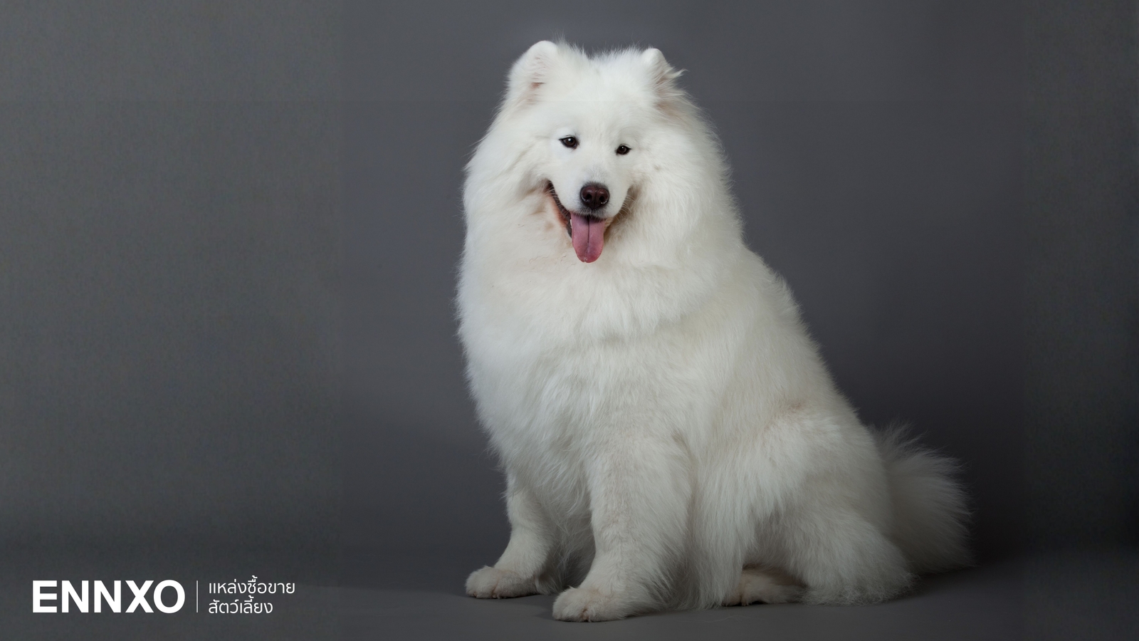 ประวัติสุนัขพันธุ์ซามอยด์ (Samoyed) หมาเมืองหนาว เลี้ยงยากไหม?