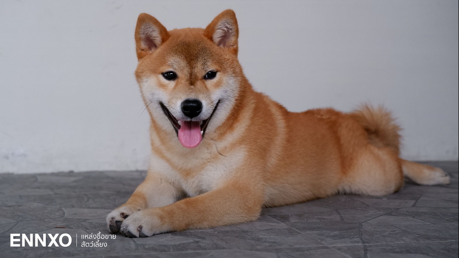ชิบะ อินุ (Shiba Inu) สุนัขญี่ปุ่นสุดน่ารัก ลักษณะ และนิสัย
