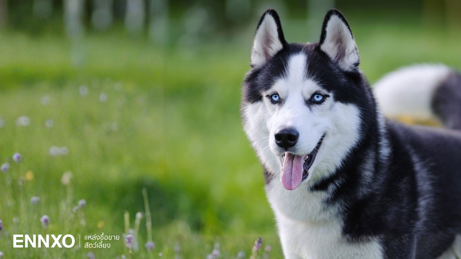 ลักษณะ นิสัย ไซบีเรียน ฮัสกี้ (Siberian Husky) สุนัขตาฟ้า สุดสง่า