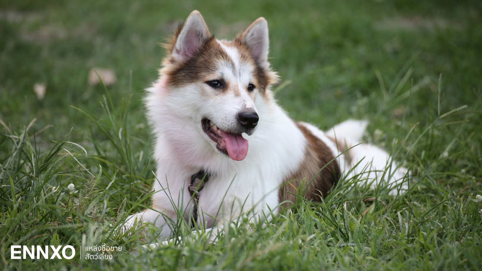 ลักษณะ หมาบางแก้ว (Thai Bangkaew Dog) สุนัขไทย สุดจงรักภักดี