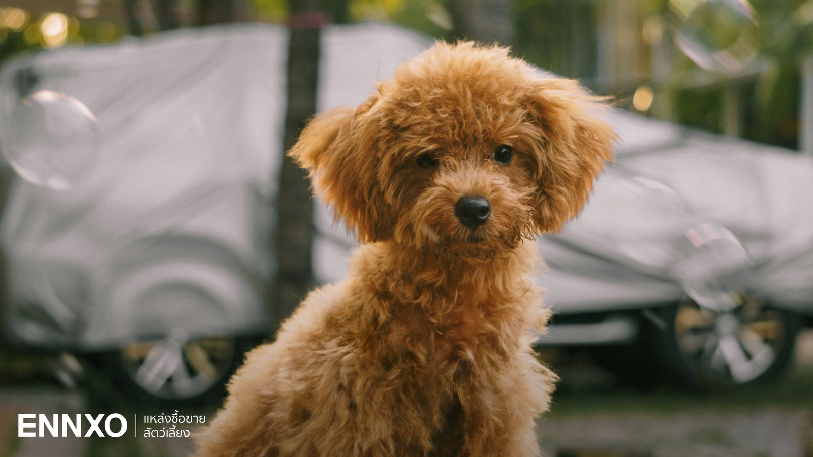 พุดเดิ้ลทอย (Toy Poodle) สุนัขพันธุ์จิ๋ว นิสัย เลี้ยงยากไหม