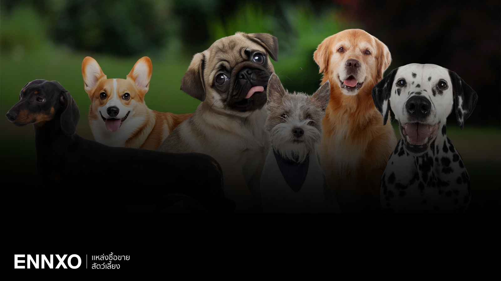 รวม 50 สายพันธุ์สุนัข พร้อมรูปภาพสุนัขพันธุ์ต่างๆ