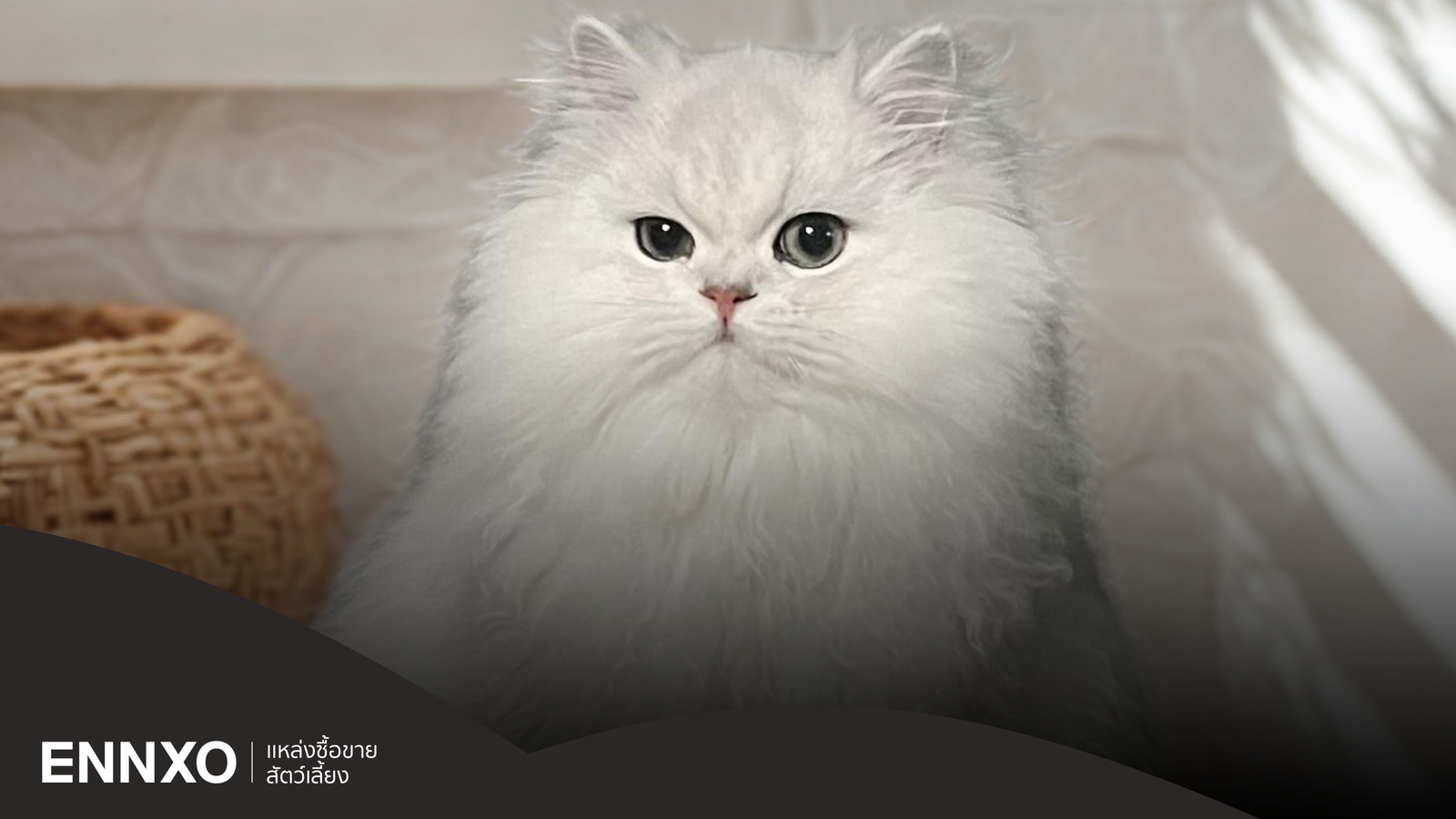 แมวเปอร์เซียหน้าตุ๊กตา คืออะไร ทำความรู้จักเจ้าเหมียวขนฟู