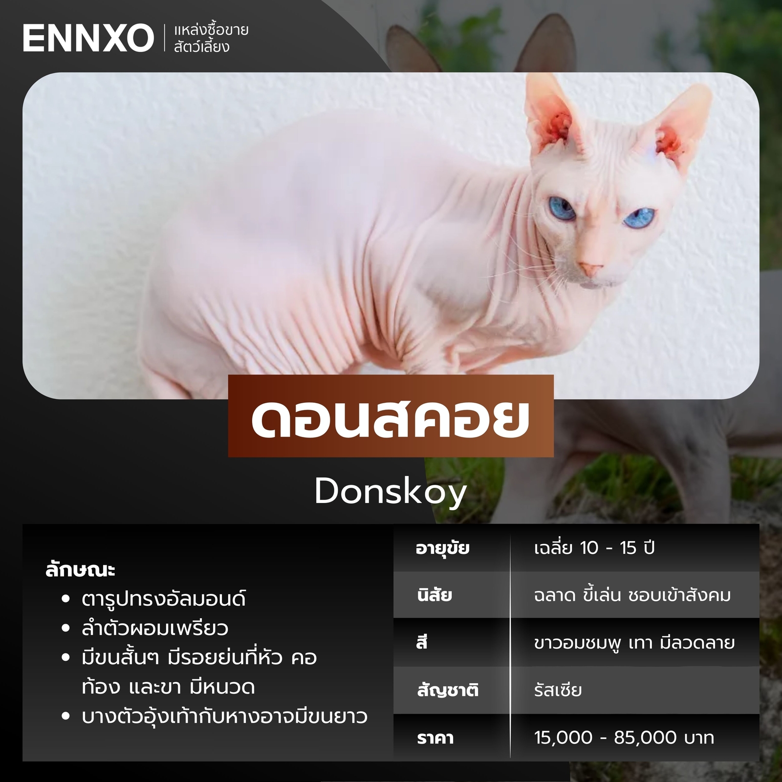 แมวไร้ขน ดอนสคอย