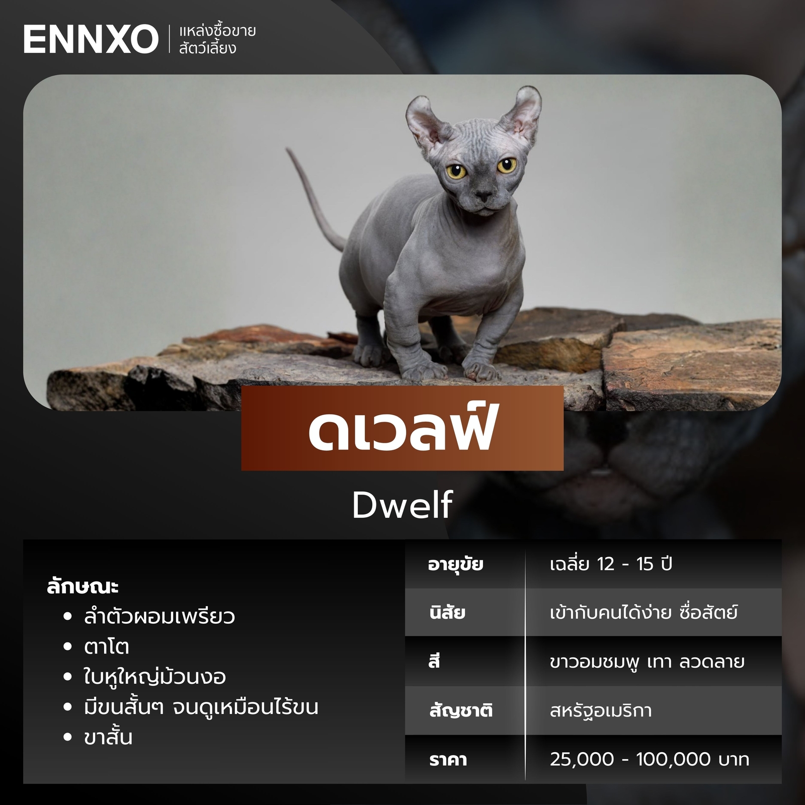 แมวไร้ขน ดเวลฟ์