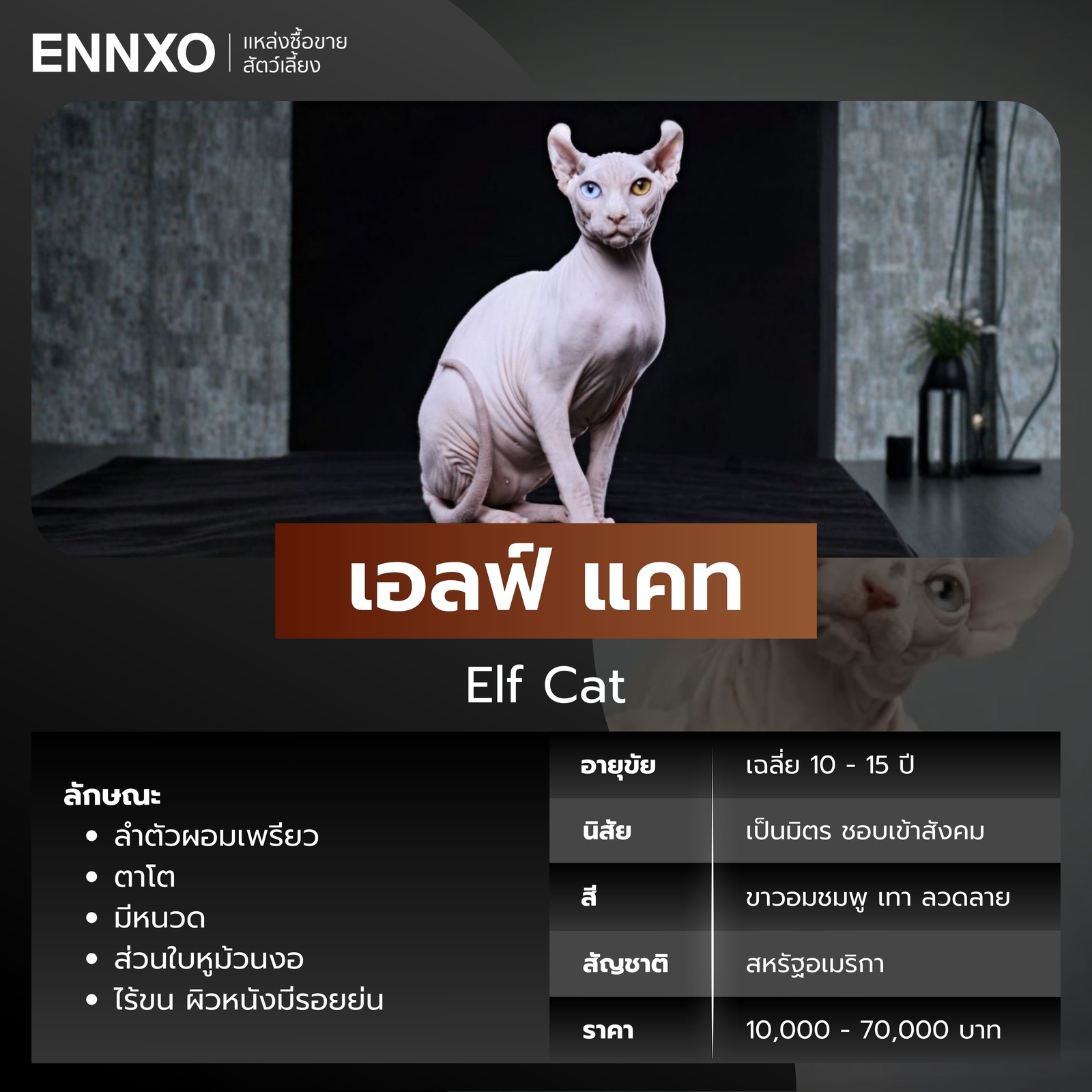 แมวไร้ขน เอลฟ์ แคท