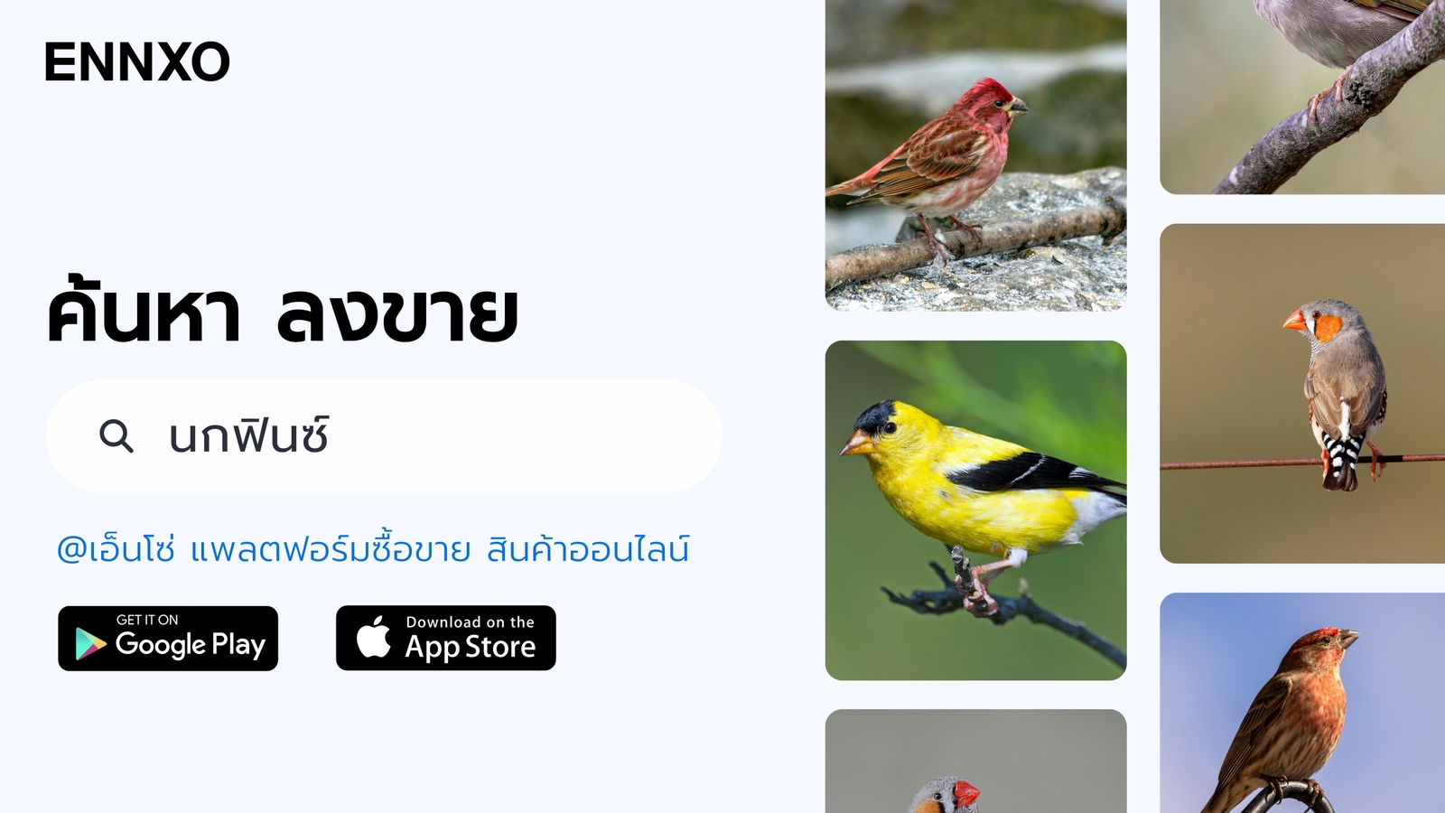 ซื้อขายนกฟินซ์ได้ที่ ENNXO
