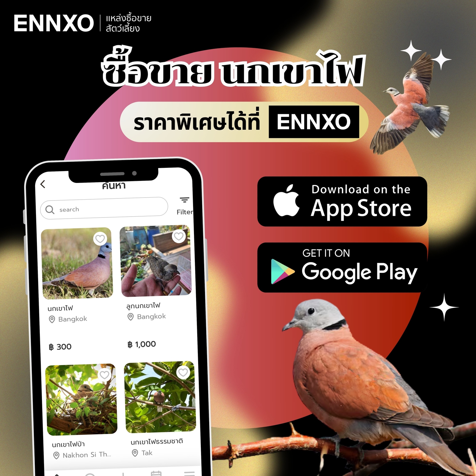 ซื้อขาย นกเขาไฟ ราคาถูกที่ ENNXO