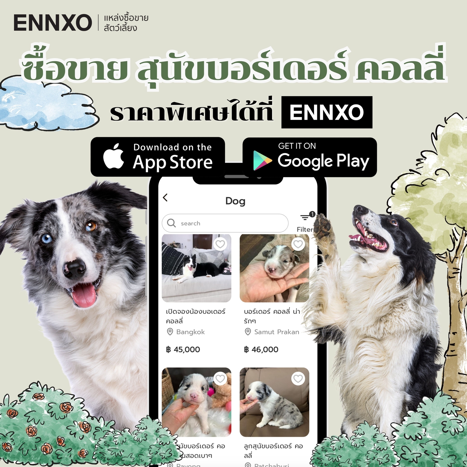 ซื้อขายสุนัขบอร์เดอร์ คอลลี่ ราคาถูกได้ที่ ENNXO