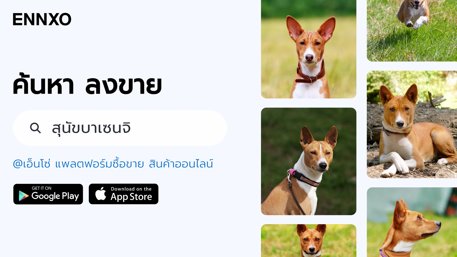 ซื้อขายสุนัขบาเซนจิ ราคาถูก ที่ ENNXO