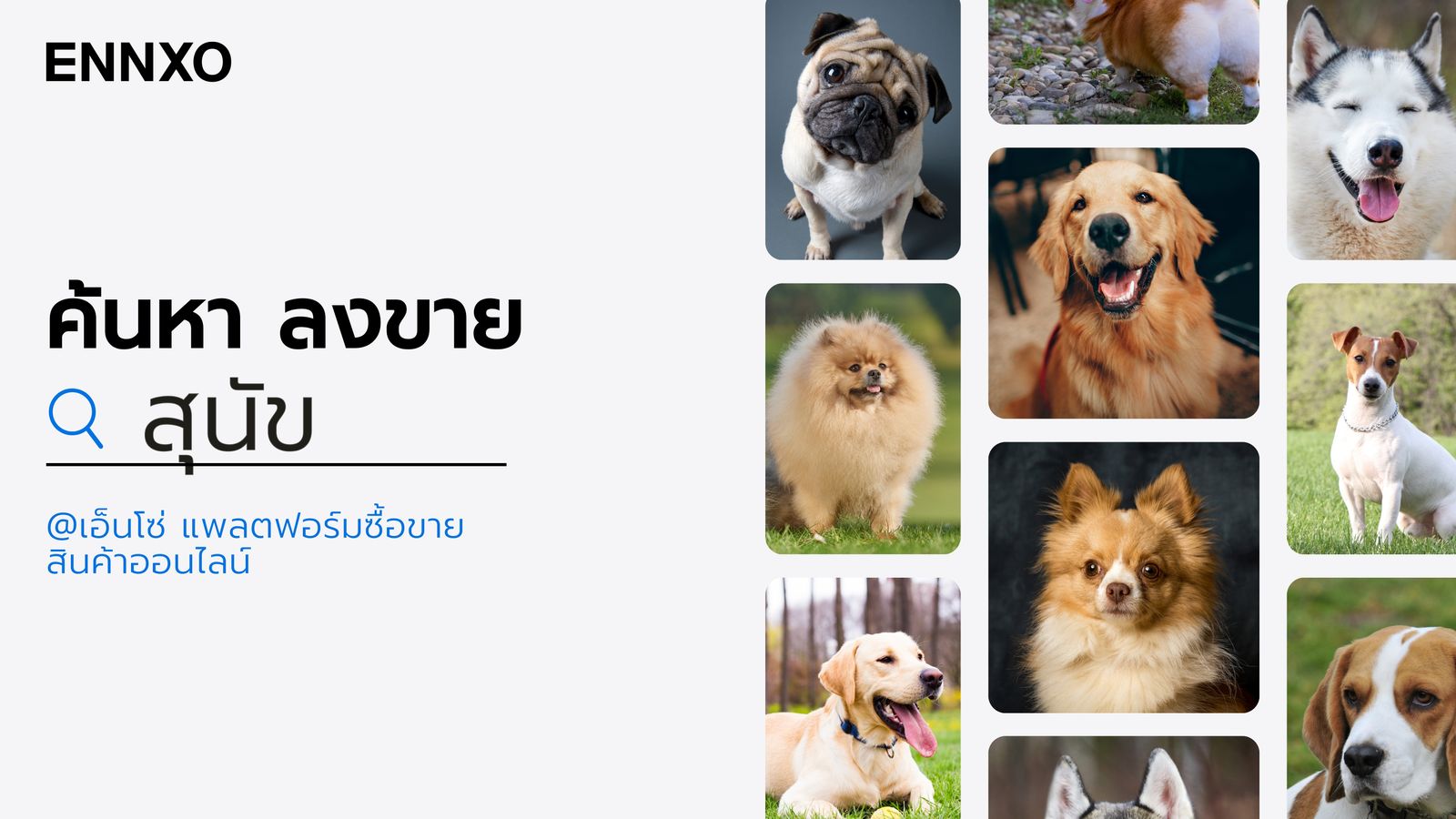 ENNXO ตลาดซื้อขาย สุนัข ออนไลน์ ที่นี่มีหมาหลายสายพันธุ์ให้เลือกดู