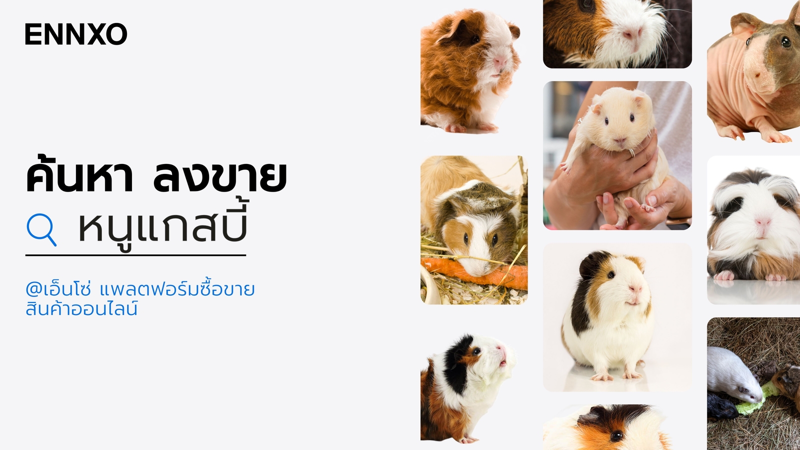หนูแกสบี้ ราคาถูก