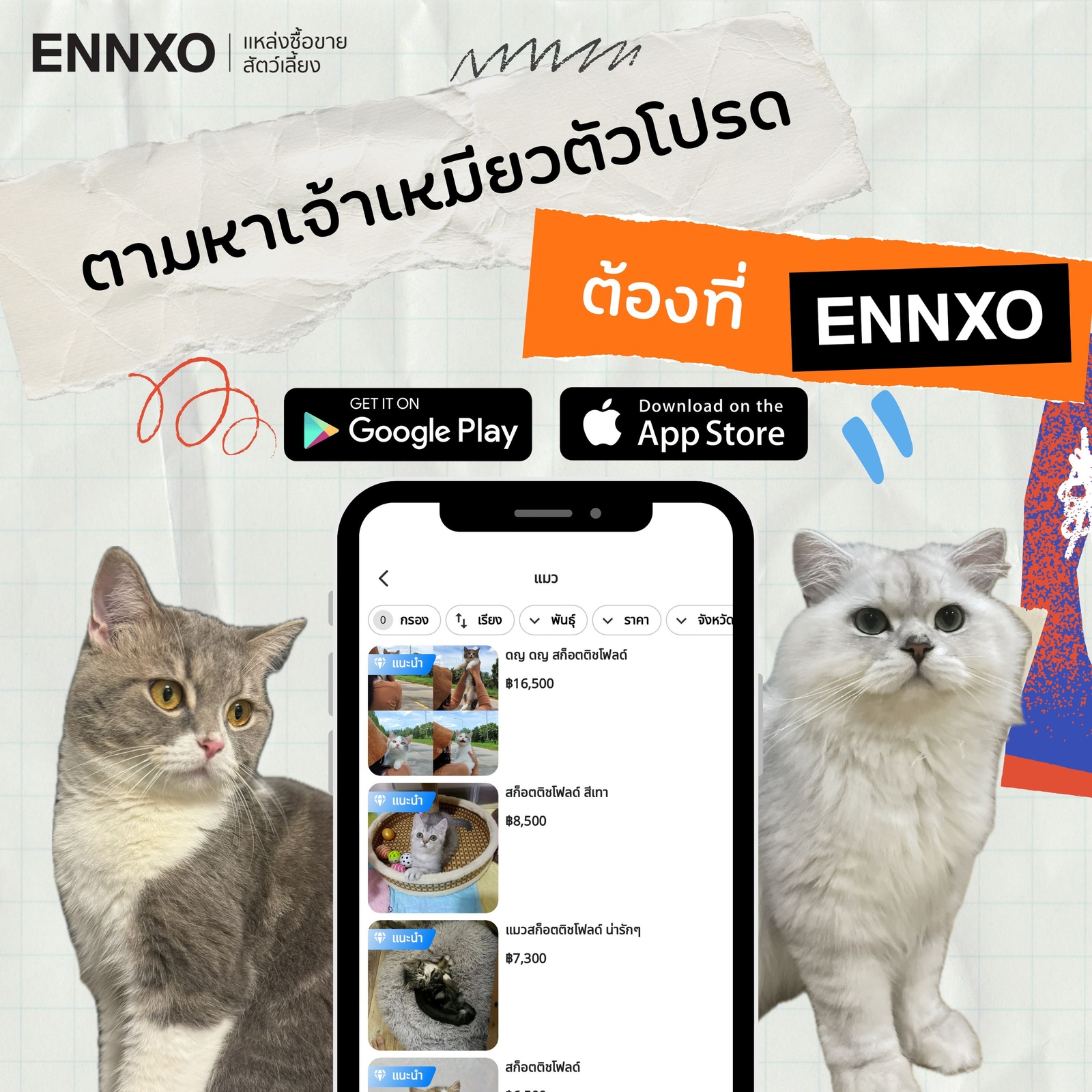 ENNXO ตลาดซื้อขายแมวออนไลน์ตัวโปรด