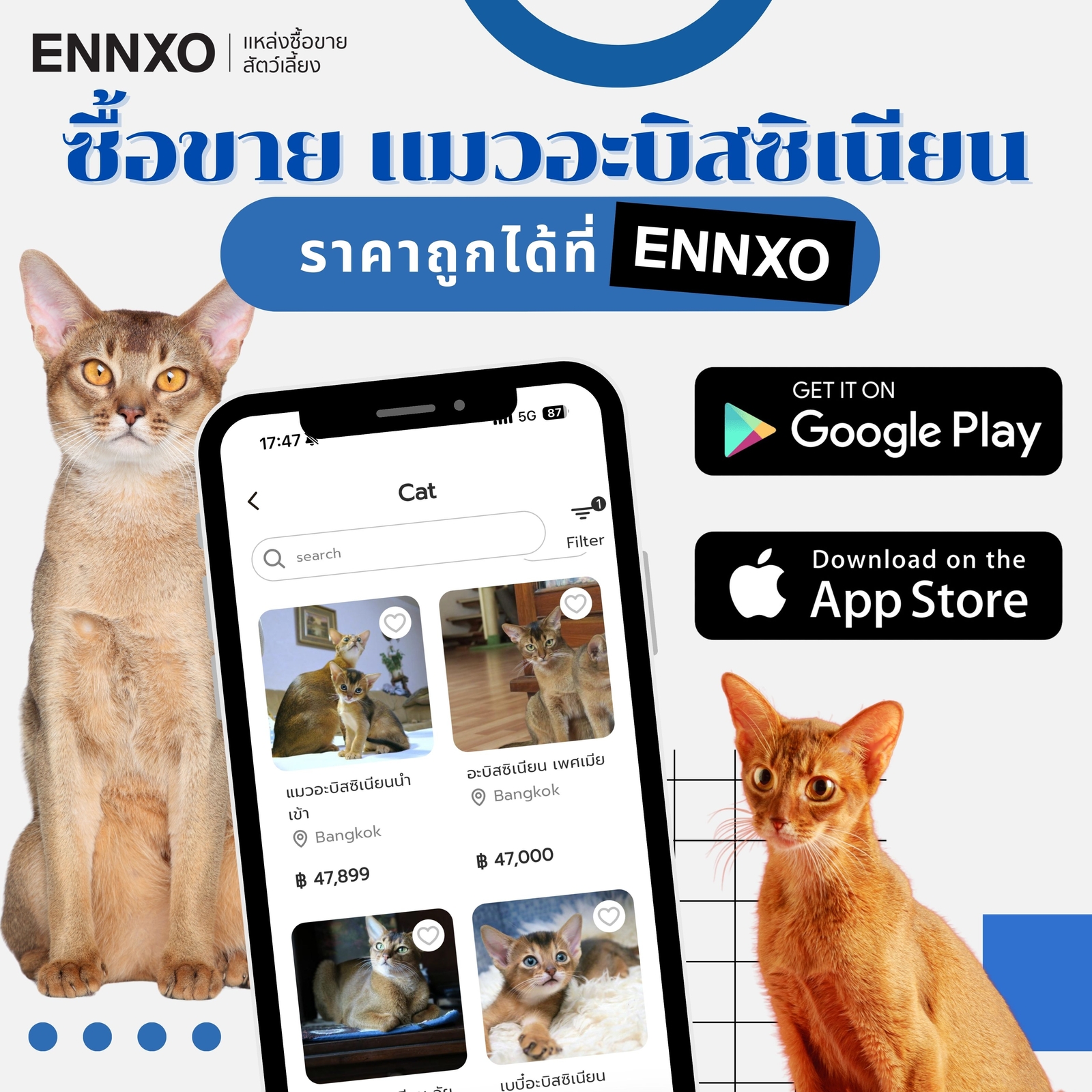 ซื้อ ขาย แมวอะบิสซิเนียนที่ ENNXO