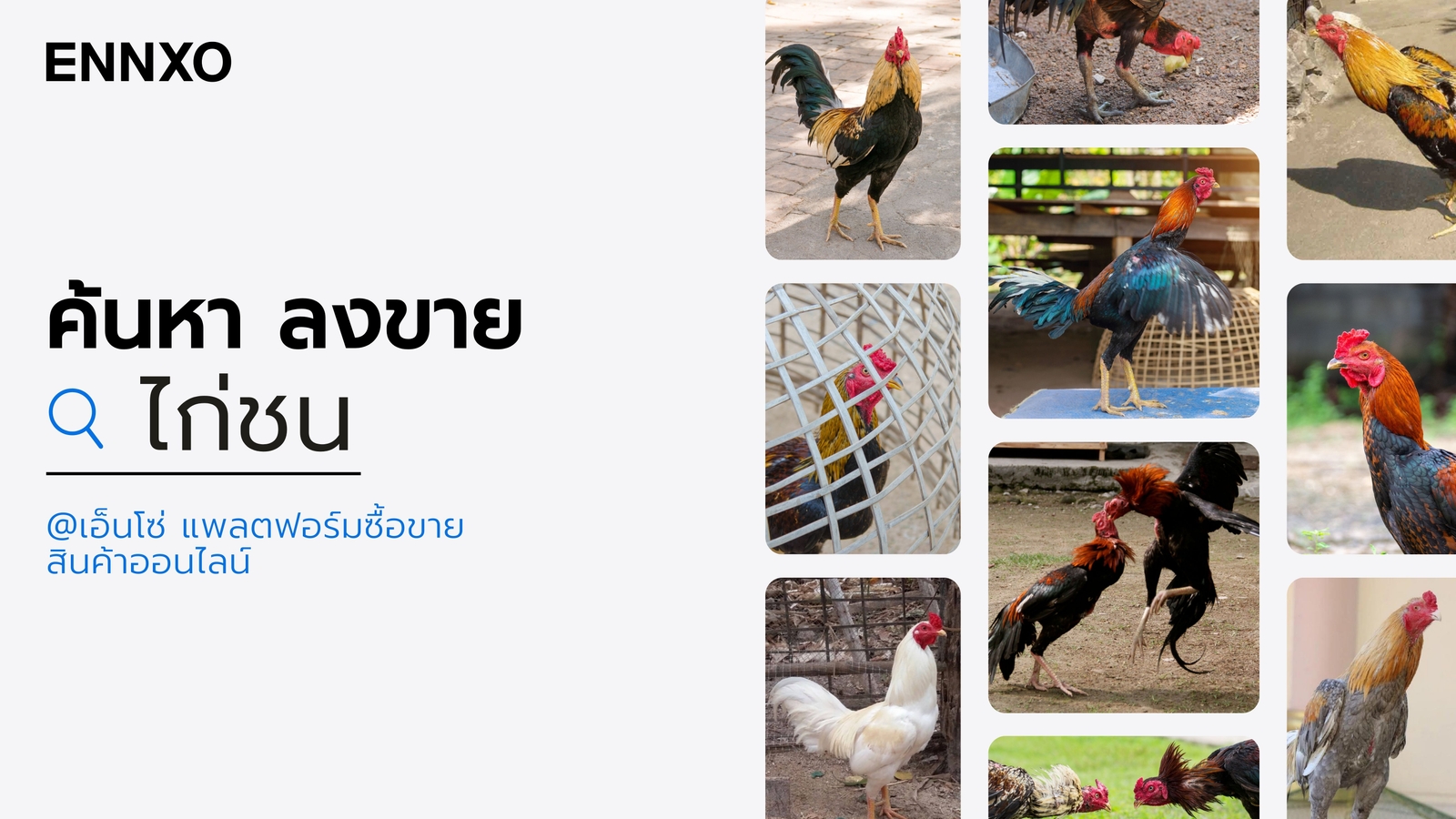 ENNXO ตลาดซื้อขายไก่ชนออนไลน์ ราคาถูก ทุกสายพันธุ์