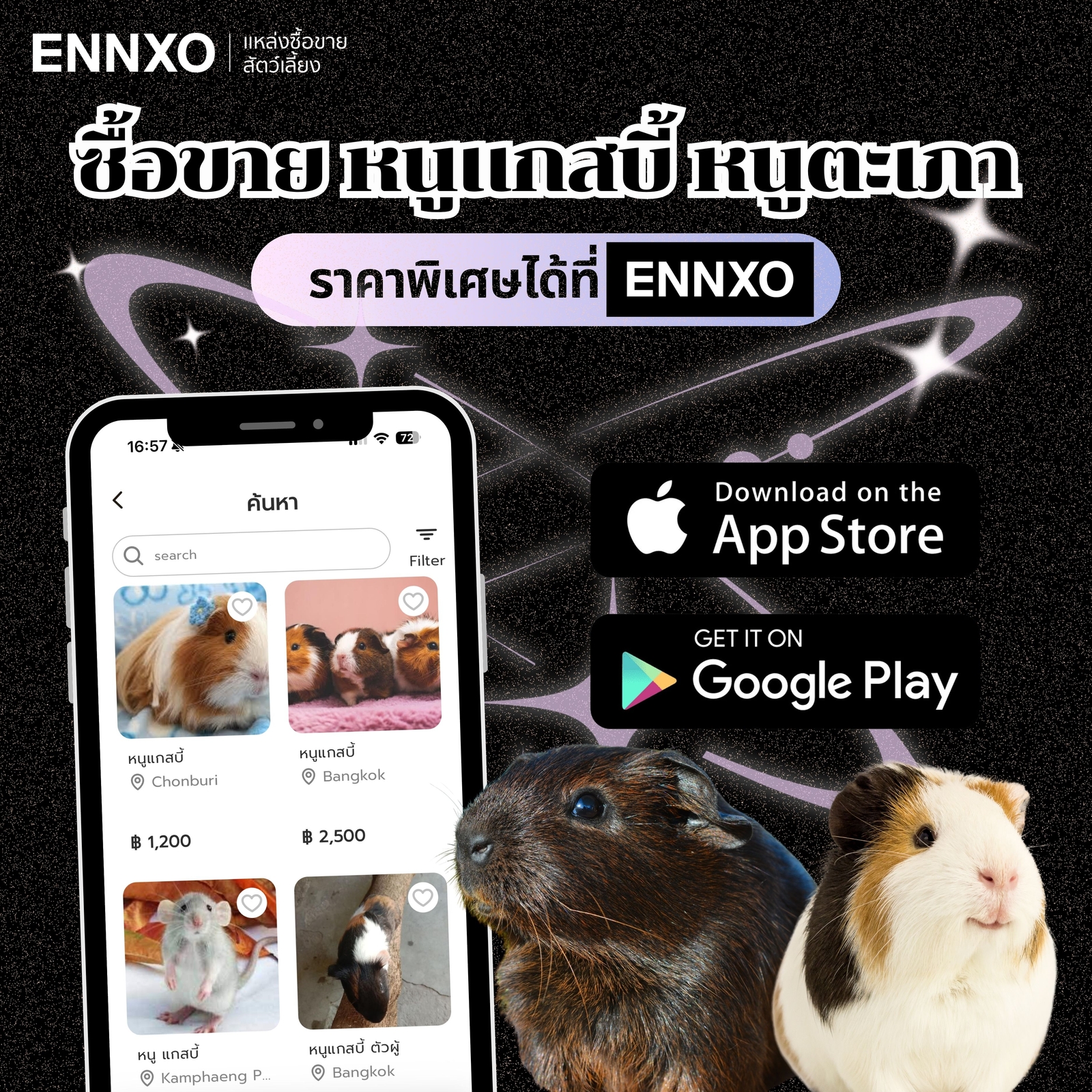 ซื้อขายหนูตะเภา หนูแกสบี้ ราคาพิเศษที่ ENNXO