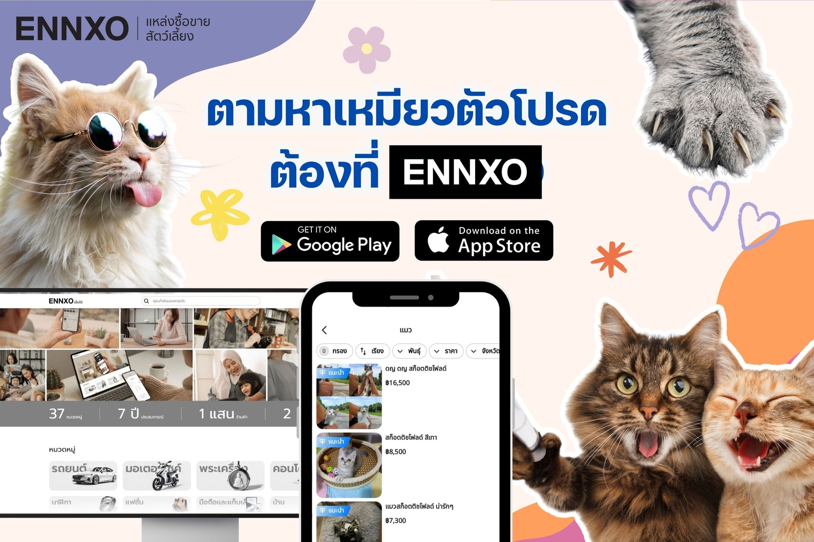 ENNXO เอ็นโซ่แหล่งขายแมวออนไลน์