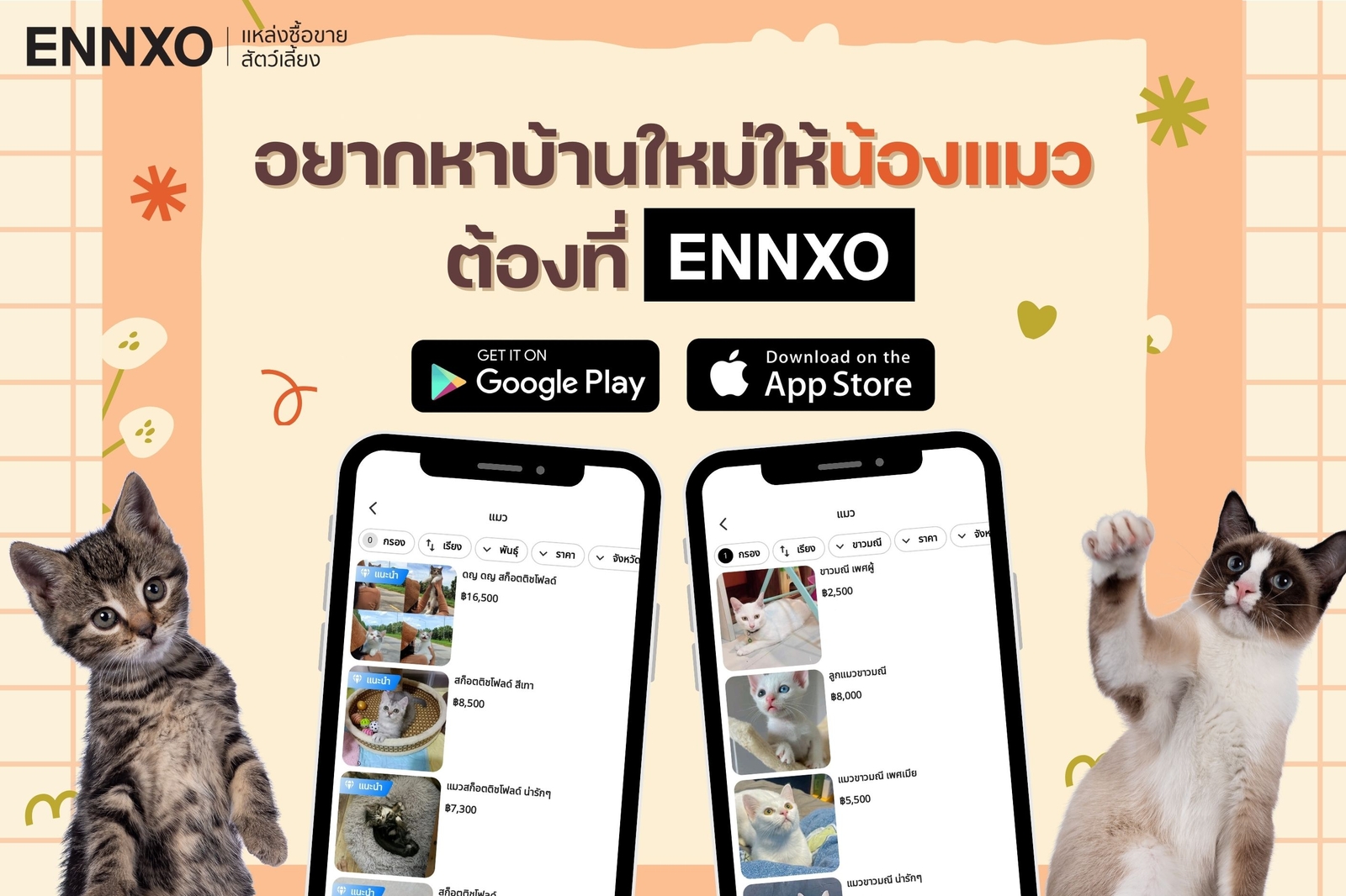 ENNXO เอ็นโซ่แหล่งซื้อขายแมวออนไลน์