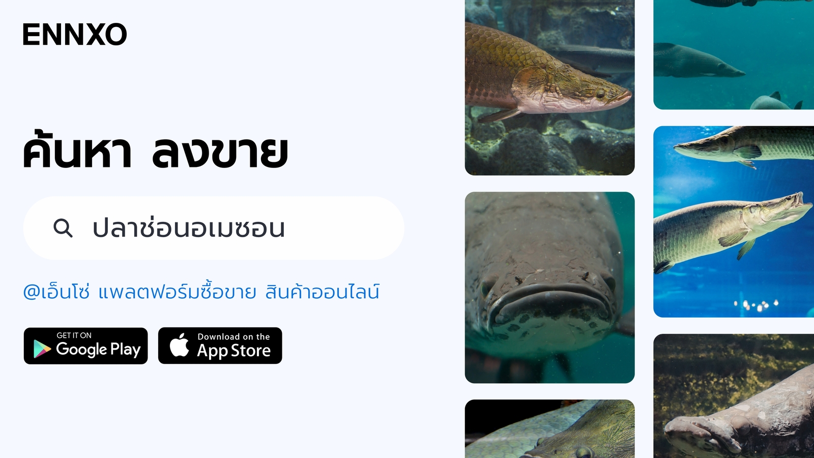 ซื้อขายปลาช่อนอเมซอน ที่ ENNXO