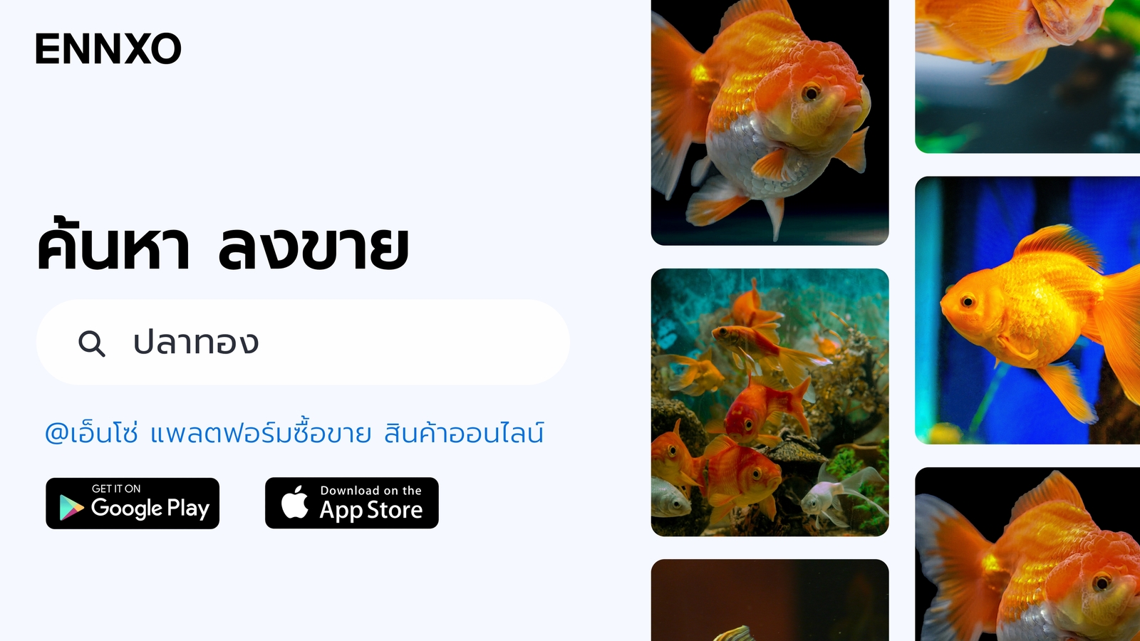 ซื้อขายปลาทอง ราคาถูก ทุกสายพันธุ์ที่ ENNXO