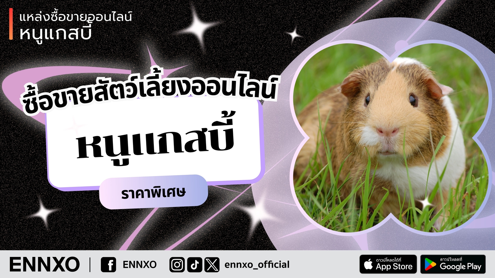 ซื้อ ขาย หนูแกสบี้ หนูตะเภา ทุกสายพันธุ์ ทุกสี