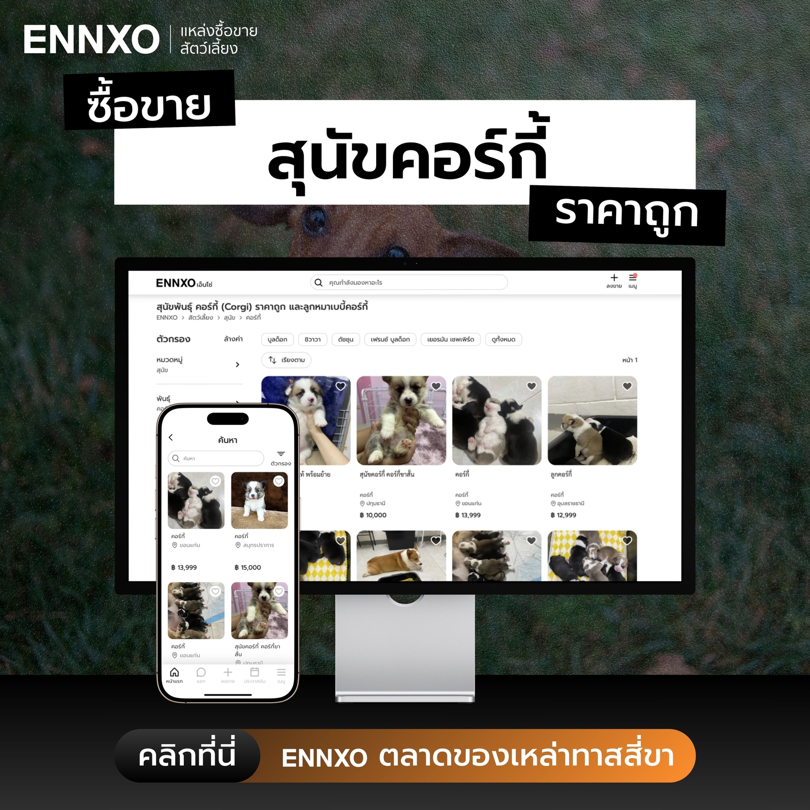 ENNXO แหล่งซื้อขายหมาคอร์กี้จากฟาร์ม ราคาถูก