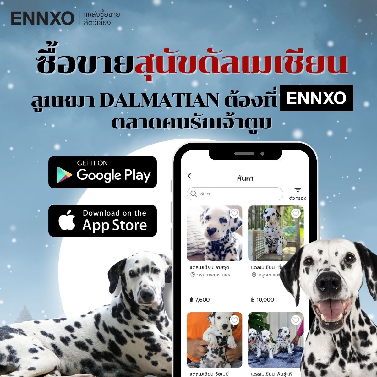 ENNXO แหล่งซื้อขายหมาดัลเมเชียน ราคาถูก