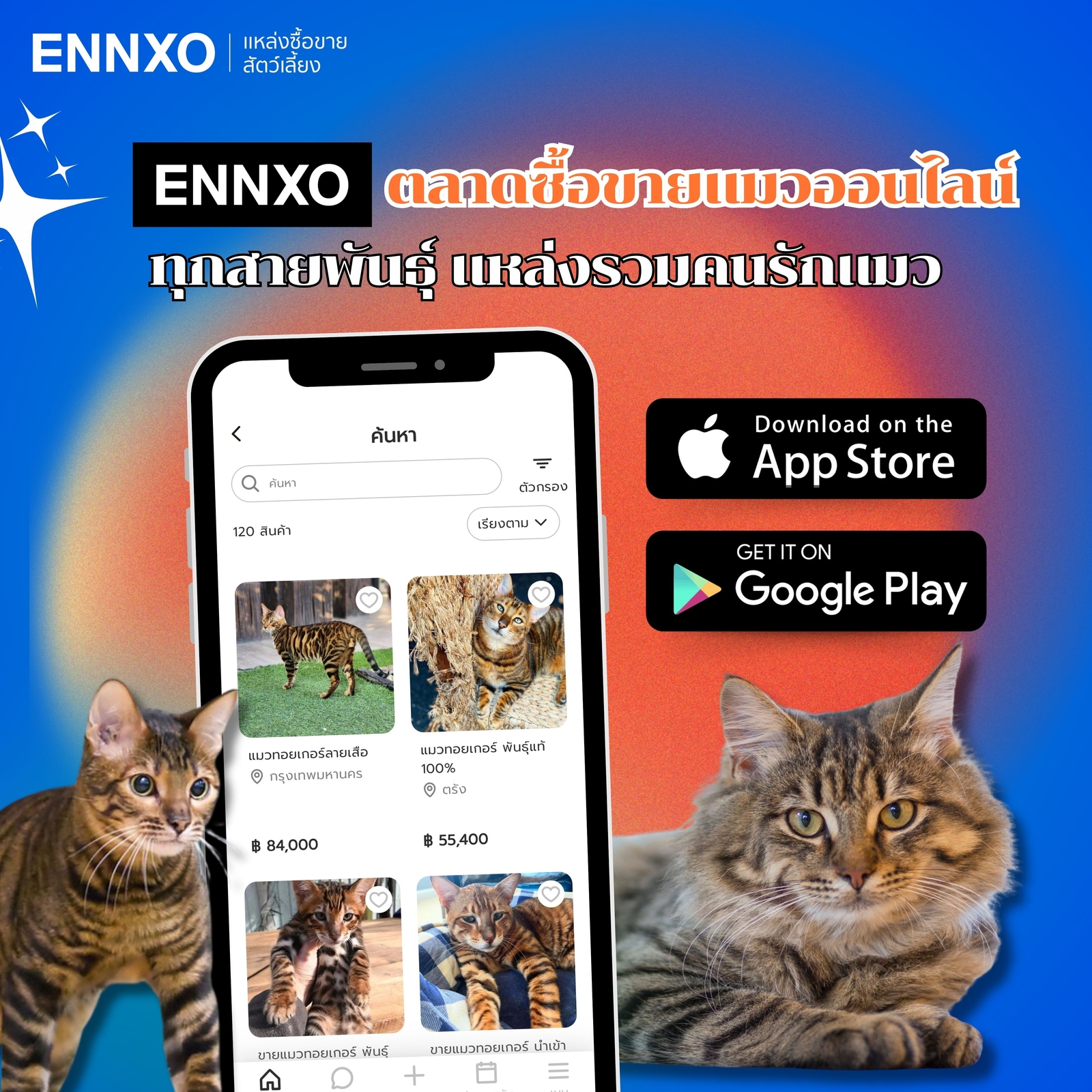 ENNXO แหล่งซื้อขายแมวลายเสือ แมวป่า ออนไลน์