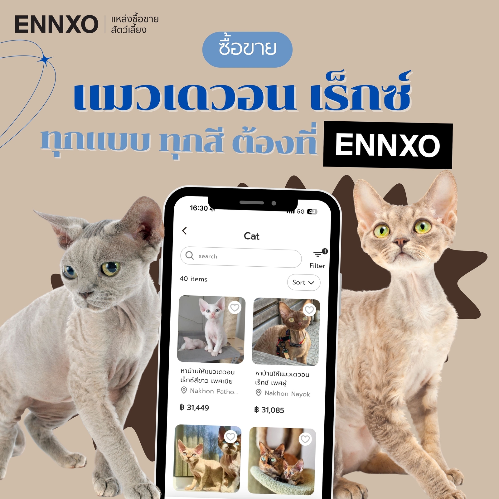 ENNXO แหล่งซื้อขายแมวเดวอน เร็กซ์ ราคาถูก