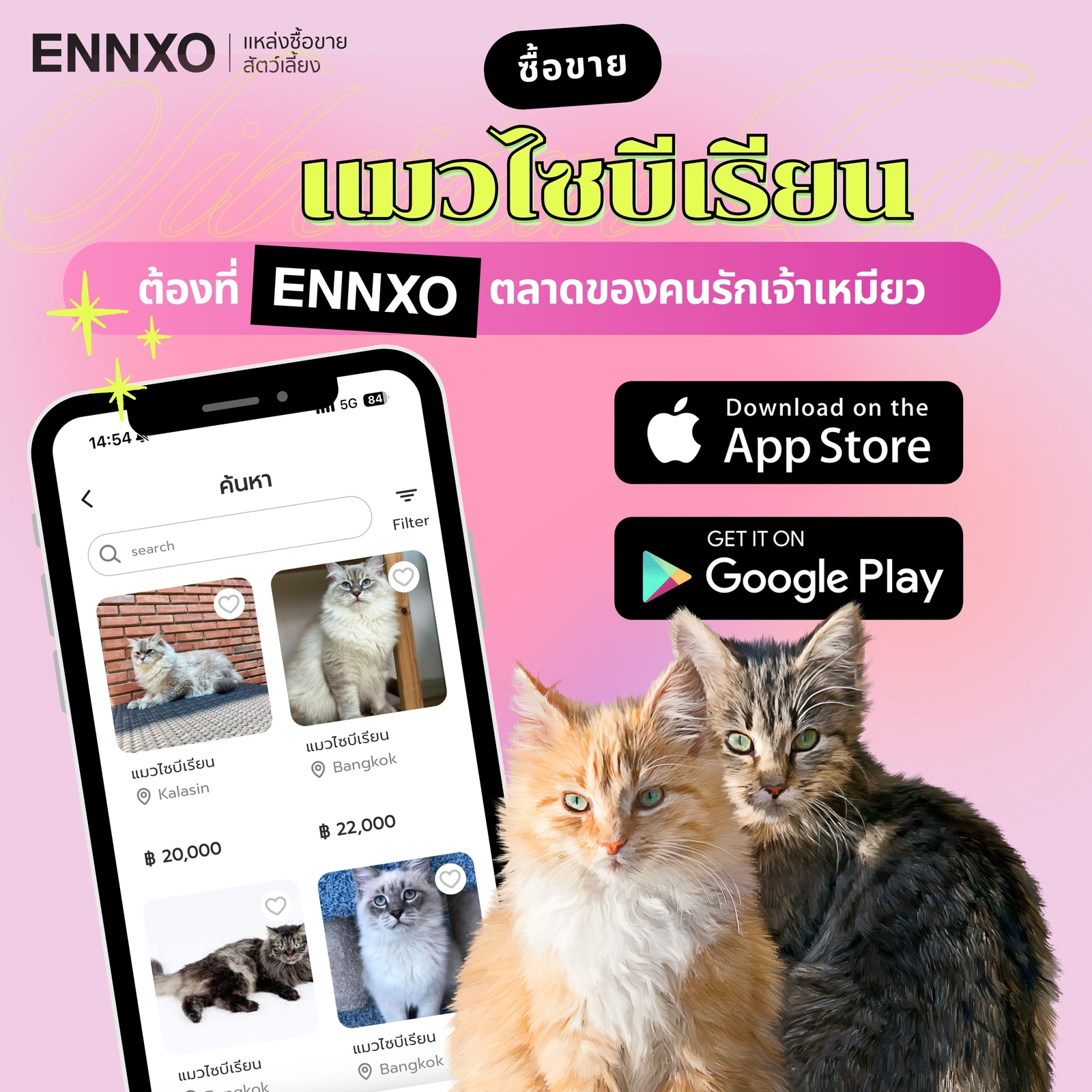 ENNXO แหล่งซื้อขายแมวไซบีเรียน ราคาถูก