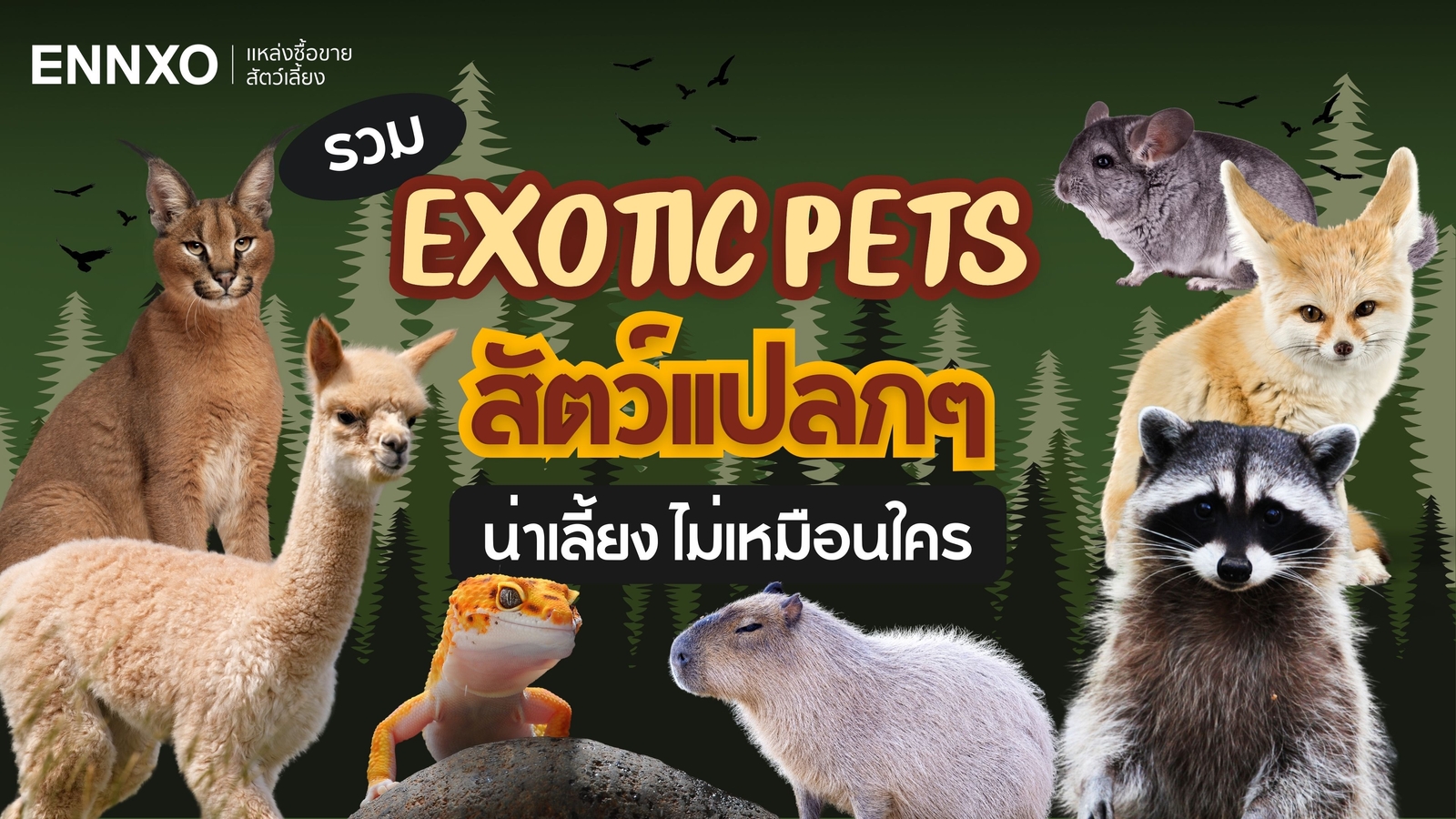 สัตว์ Exotic Pets มีอะไรบ้างที่เลี้ยงได้ รวมสัตว์เลี้ยงแปลกๆ น่าเลี้ยง