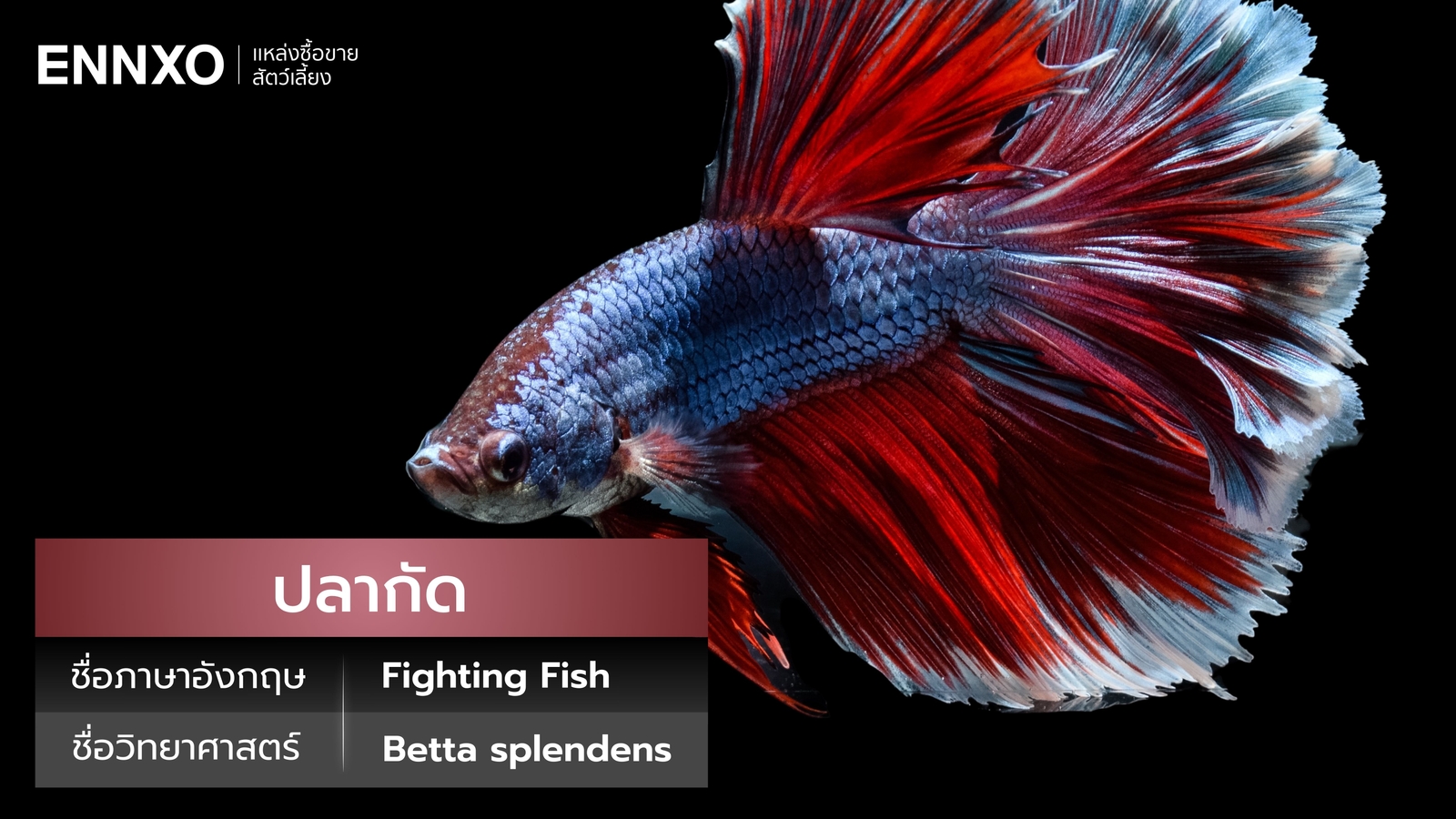 ปลากัด ภาษาอังกฤษ