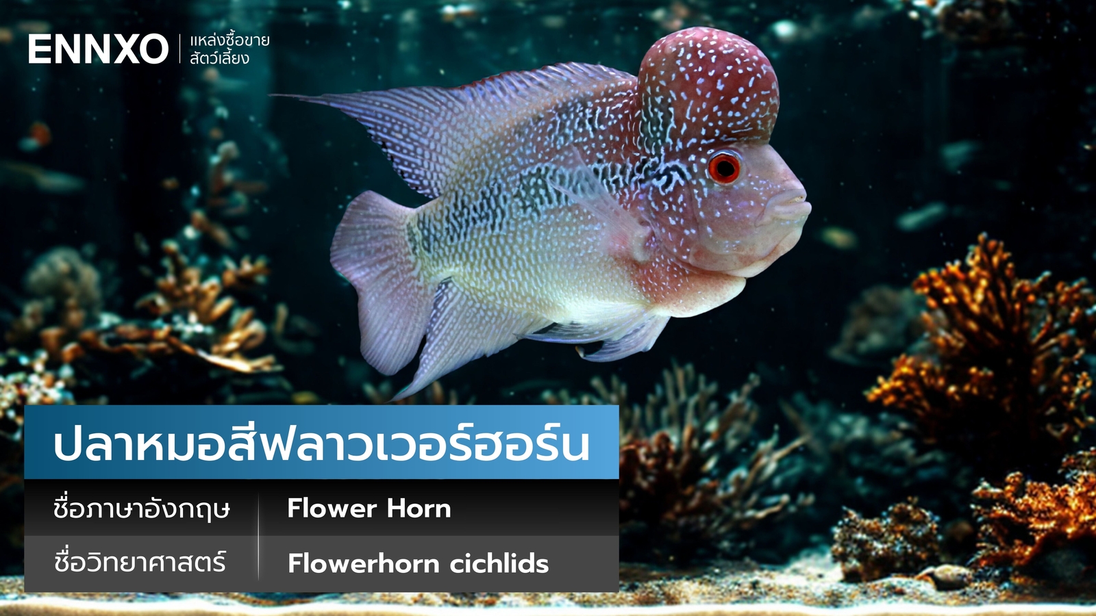 ปลาหมอสีฟลาวเวอร์ฮอร์น ราคาเท่าไหร่
