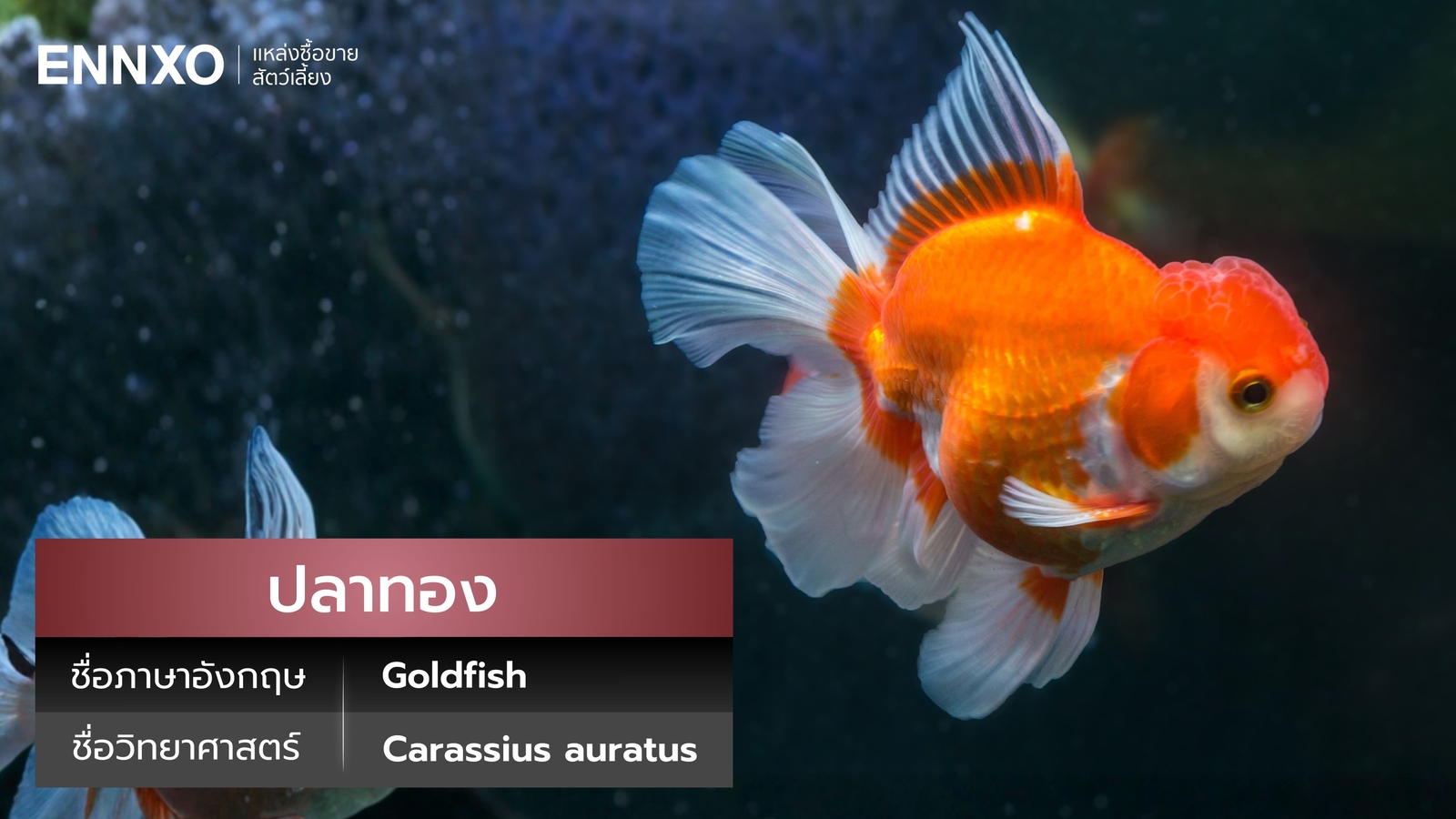 ปลาทอง ภาษาอังกฤษ ราคาเท่าไหร่