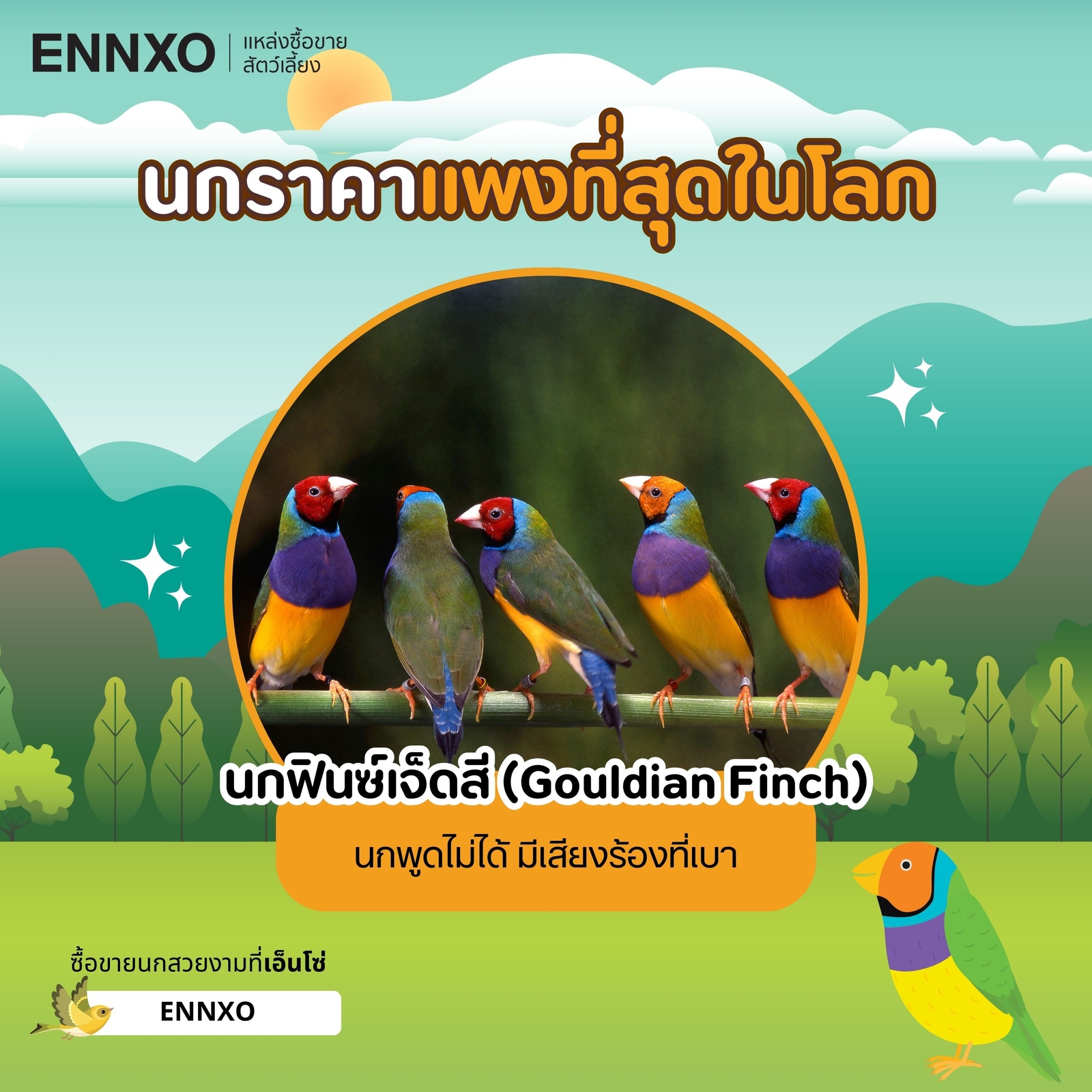 gouldian finch นกฟินซ์7สี พูดไม่ได้