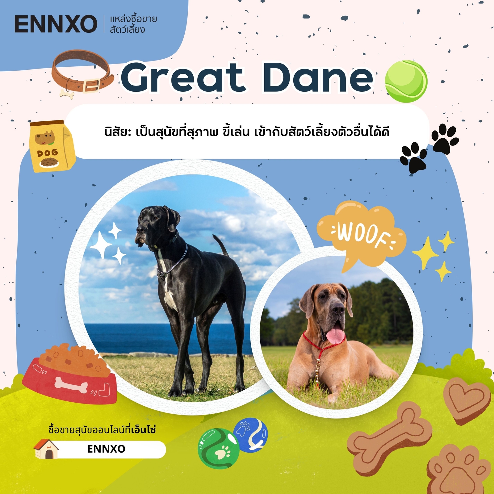 ซื้อขาย Great Dane เกรทเดน